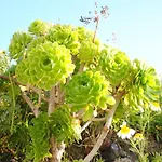 White Grape Oia