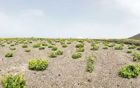 White Grape Oia (Santorini)