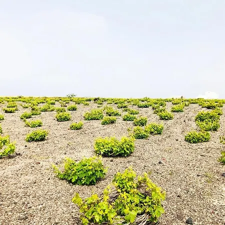 Guest house White Grape 3*