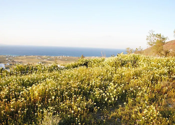 White Grape Gasthuis Oia