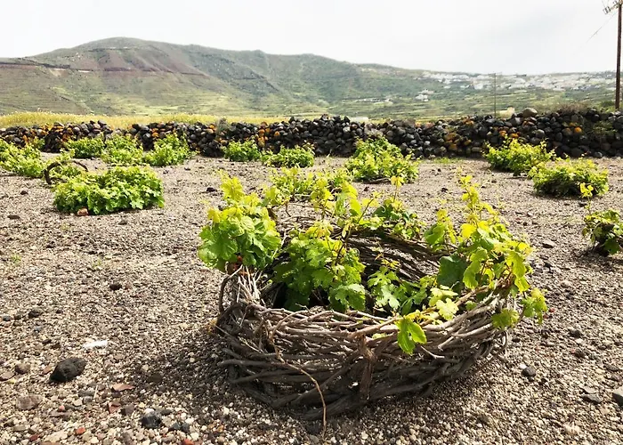 White Grape Gæstehus 3*