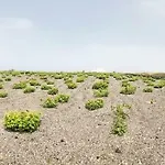 White Grape Oia