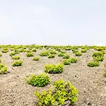 Gasthuis White Grape 3*