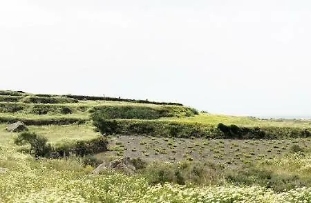 White Grape בית הארחה 3*