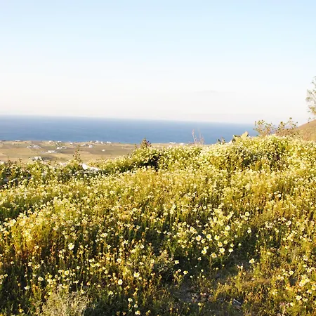 White Grape בית הארחה אויה