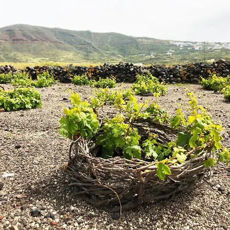 White Grape בית הארחה 3*