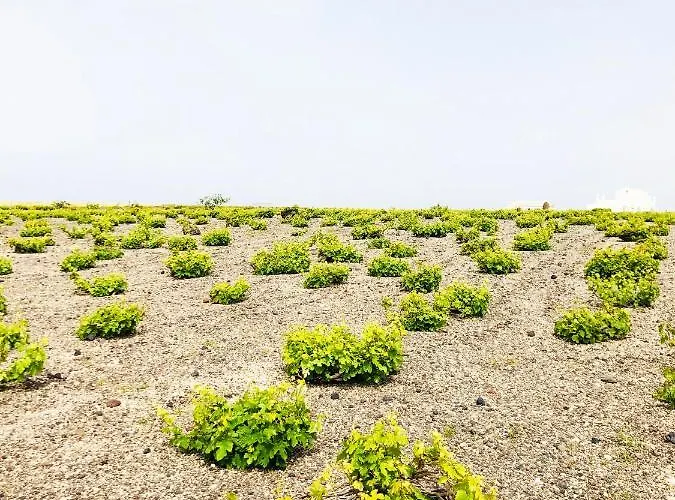 Maison d'hôtes White Grape 3*