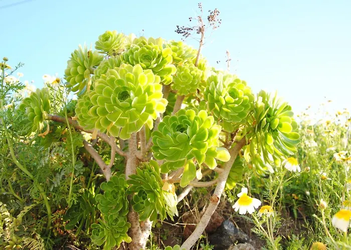 White Grape Oia (Santorini)